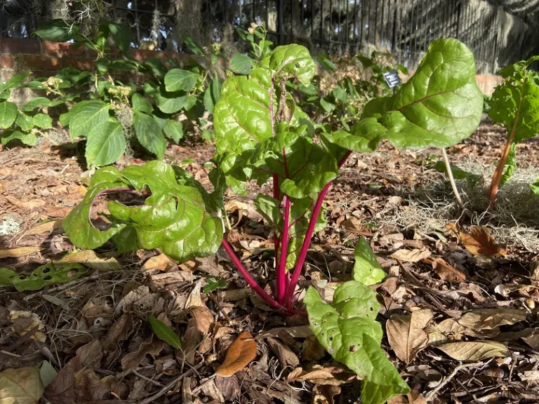Beta vulgaris 'Bright Lights' (Leaf Beet Group) Brookgreen